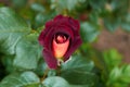 Dark red rose with a yellow center in the garden close-up. Beautiful floral background. Valentine\'s day and holidays. Love Royalty Free Stock Photo