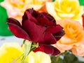 Dark Red Rose and Yellow Roses in Background. Royalty Free Stock Photo
