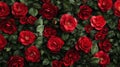 Dark Red Roses Lush Floral Background Royalty Free Stock Photo