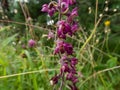 The dark-red or royal helleborine (Epipactis atrorubens) blooming with erect, mostly purple inflorescences with