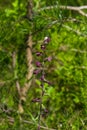 Dark-red or Royal Helleborine, Epipactis atrorubens, orchid blossom in wild with flower crab spider close-up