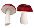 Dark red Russula mushroom isolated on white