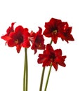 Dark red small-flowered sonatini hippeastrum amaryllis