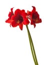 Dark red small-flowered sonatini hippeastrum amaryllis