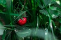 dark red strawberry in emerald leaves. A closeup view of an organically grown strawberry plant in a country garden