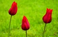 Dark red three Spring elegant tulips