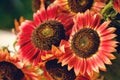 Dark red to orange color sunflowers close-up in bloom in the garden, colorful floral background Royalty Free Stock Photo