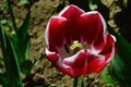 Dark red to violet tulip flower hybrid in full blossom with white petal outline