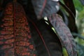 Dark red tropical textured leaves . Nature background