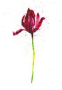 Dark red Tulip among abstract drops. Watercolor illustration isolated on white background Royalty Free Stock Photo