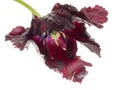 Dark red tulip Royalty Free Stock Photo