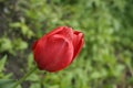 Dark red tulip Royalty Free Stock Photo