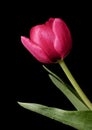 Dark red Tulip flower Royalty Free Stock Photo