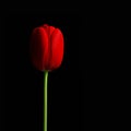 Dark red tulip II., black background Royalty Free Stock Photo