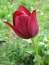 Dark red tulip Royalty Free Stock Photo