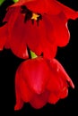 Dark Red Tulips Isolated on Black Background