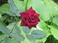 Dark red velvet rose