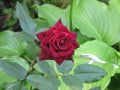 Dark red velvet rose