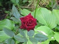 Dark red velvet rose