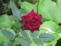 Dark red velvet rose