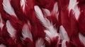 dark red and white feathers texture background Royalty Free Stock Photo