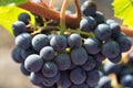 Dark red wine grape Royalty Free Stock Photo