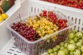 Dark red, yellow and light red currants
