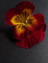 Dark Red and Yellow Pansy Royalty Free Stock Photo
