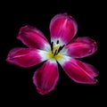 Dark red yellow wide open glossy tulip blossom macro, vibrant flower scape on black