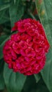 Dark redpeony flower growing in garden, vertical Royalty Free Stock Photo
