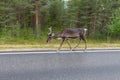 Dark reindeer in profile walking on the road between forests