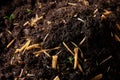 Dark compost with small green sprouts and straw pieces Generative AI Royalty Free Stock Photo