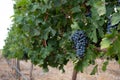 Dark ripe grapes at vineyard