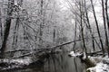 The dark river in a bleak winter forest. Fallen over the water trees covered with snow. Dull winter landscape with flowing river