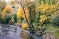 Dark river in bright forest