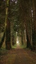 Dark road through old green trees in wood forest Royalty Free Stock Photo