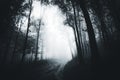 Dark road trough haunted forest Royalty Free Stock Photo