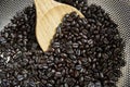dark roasted coffee bean from fresh roasting in home cafe Royalty Free Stock Photo