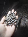 Dark roaster bean coffe robusta Royalty Free Stock Photo