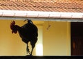 A Rooster walking on a roof