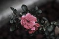 Dark rose Royalty Free Stock Photo