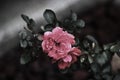 Dark rose