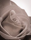 Dark rose closeup desaturated