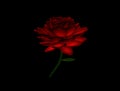 Dark Rose 3D Image, Beautiful Rose Illustration 3D