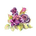 Dark rose flower, green leaves, composition . The concept of the wedding flowers. Flower poster, invitation. Watercolor