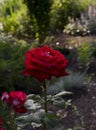 Dark rose in the garden Royalty Free Stock Photo