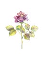 Dark rose, open Bud, trunk, leaves. Watercolor illustration. Clipart isolated on white background.