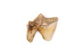 Dark rot on sick premolar cat tooth