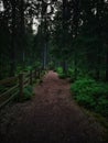 Dark rustcolored path in the fir forest, background