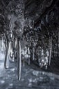 Dark and scary branches of icicles in the a cave. Several sharp icicles hanging from the cave ceiling. Royalty Free Stock Photo